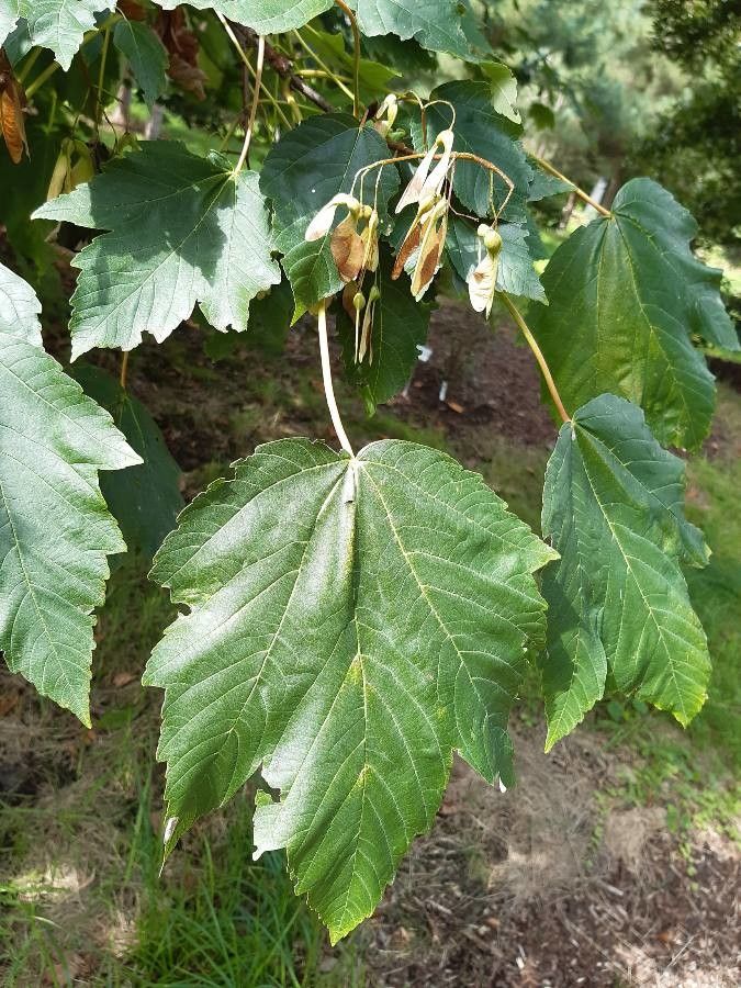 Acer velutinum — search result for 'Sapindaceae'