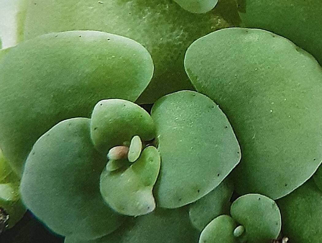Crassula nemorosa — houseplant care guide