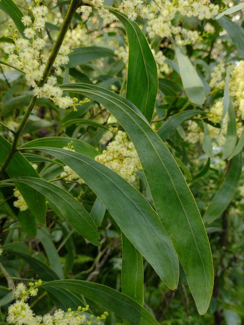 Acacia falcata — houseplant care guide