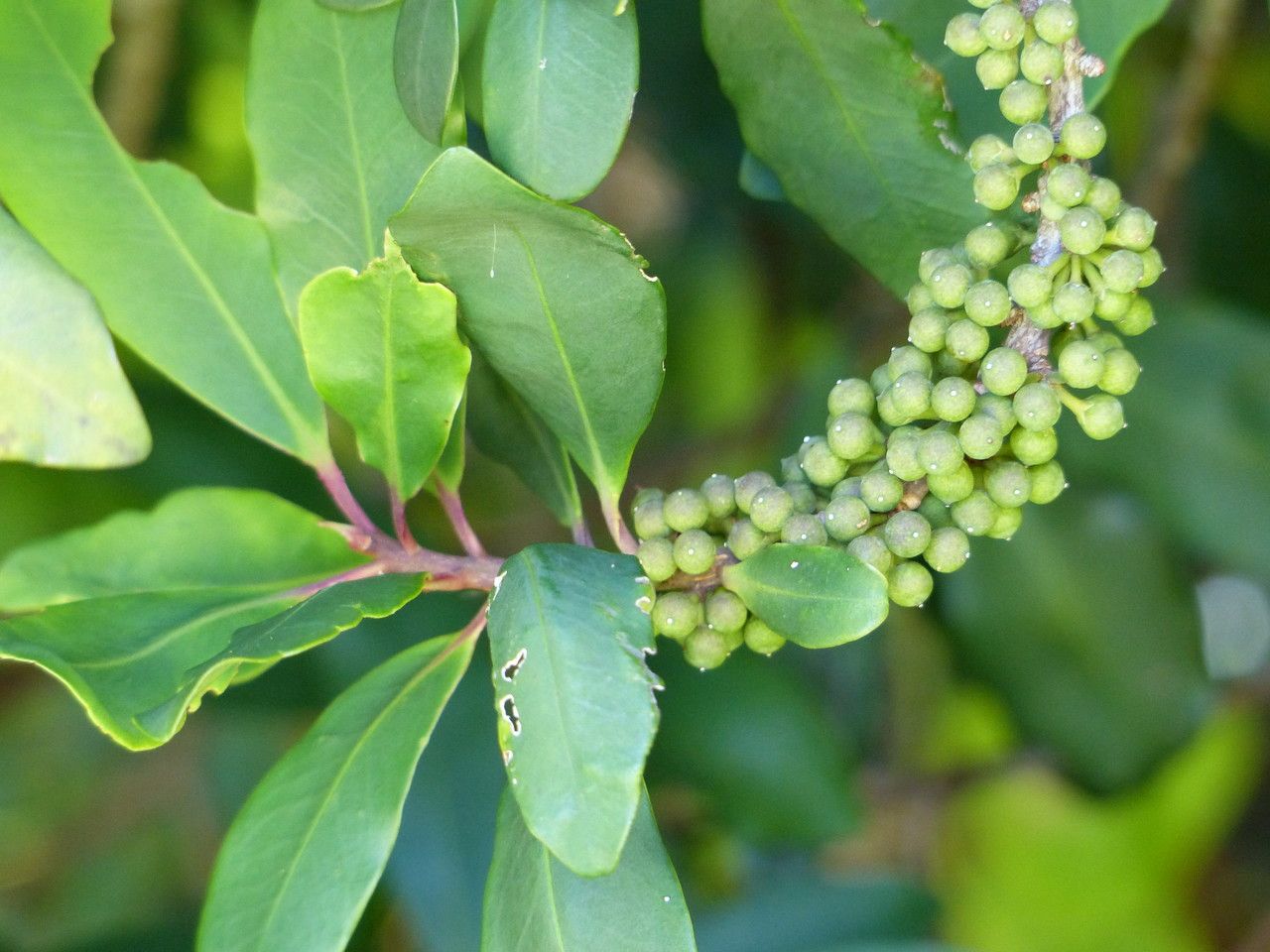 Myrsine melanophloeos fruit
