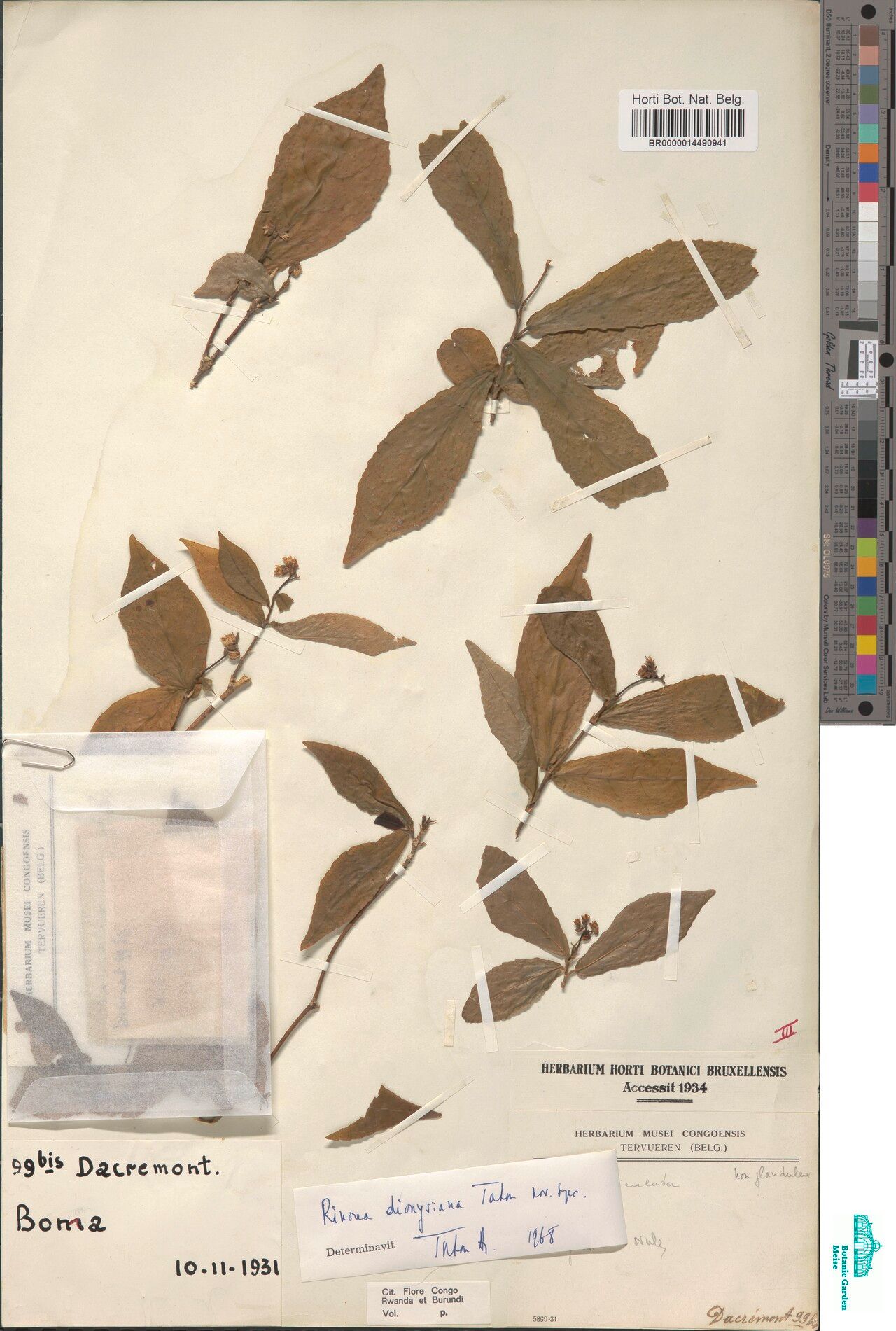 Rinorea dionysiana — houseplant care guide