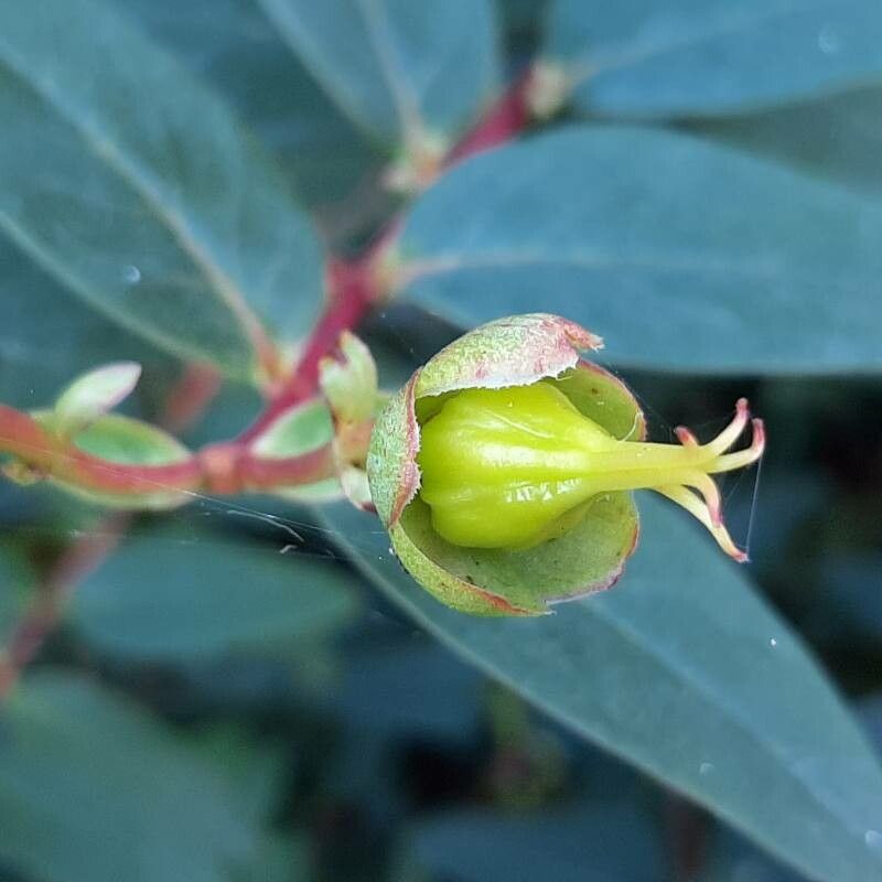 Hypericum × hidcoteense fruit