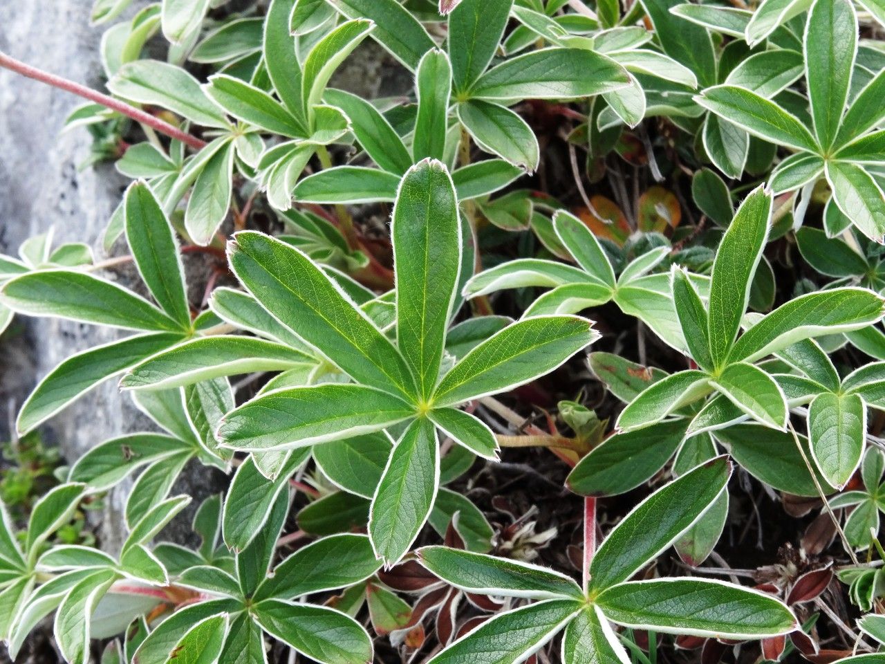 Potentilla alchemilloides