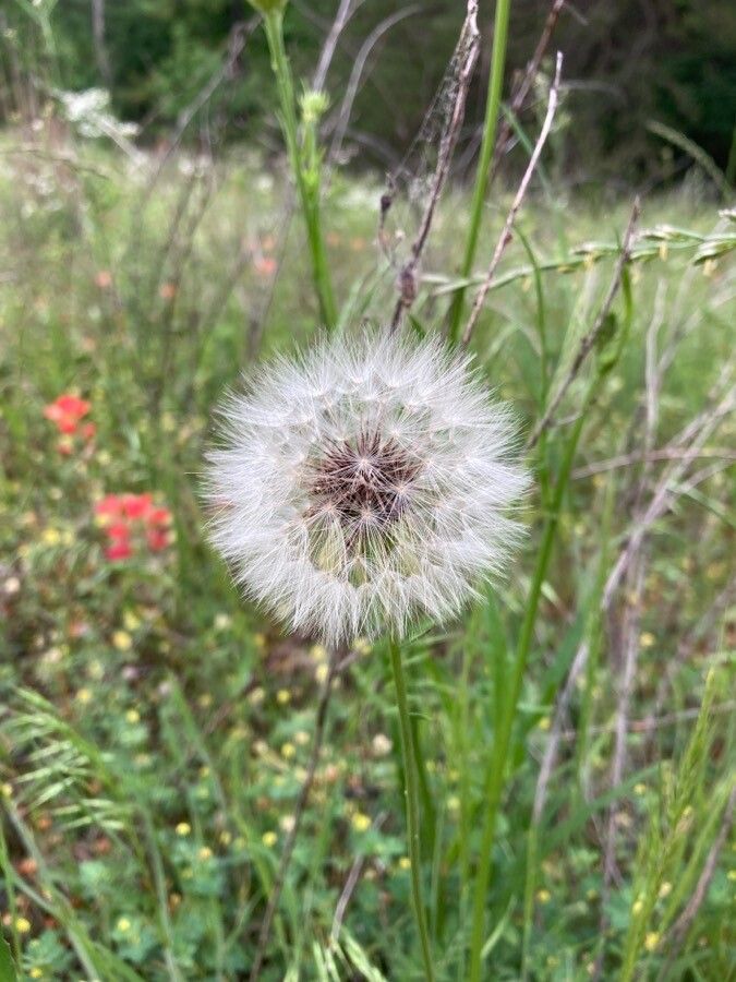 Pyrrhopappus carolinianus fruit