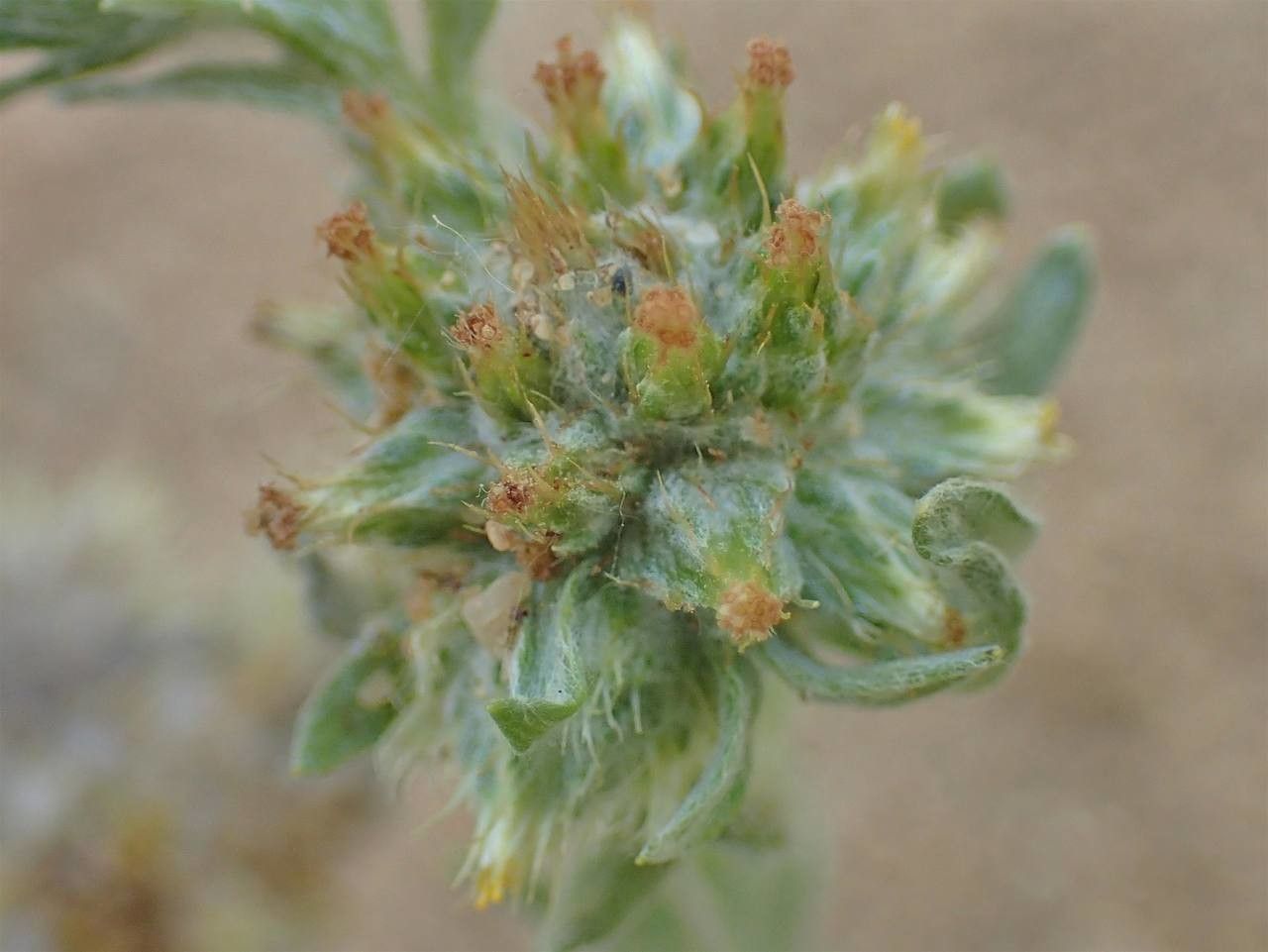 Filago pyramidata fruit