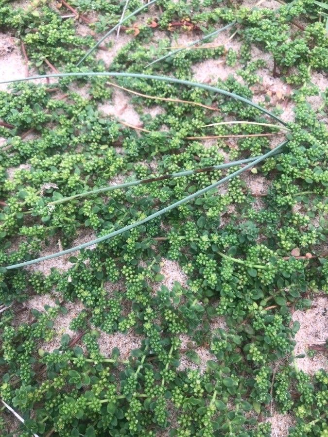 Herniaria ciliolata habit