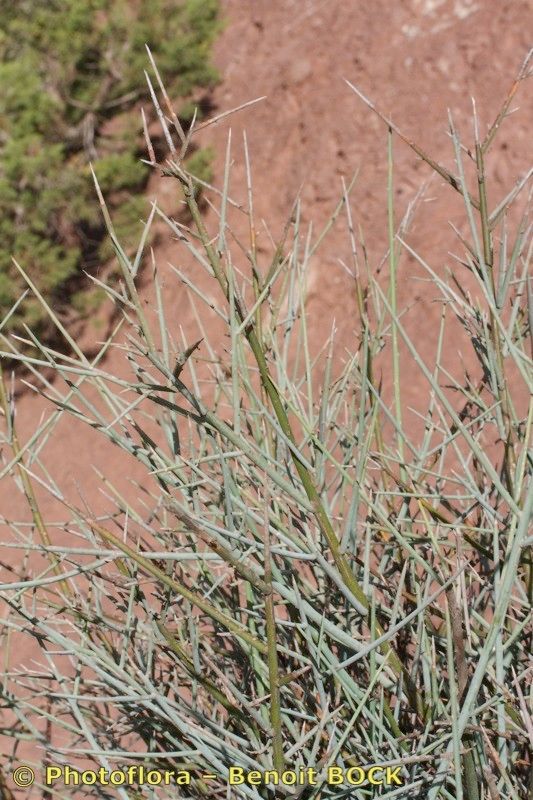 Polygala balansae habit