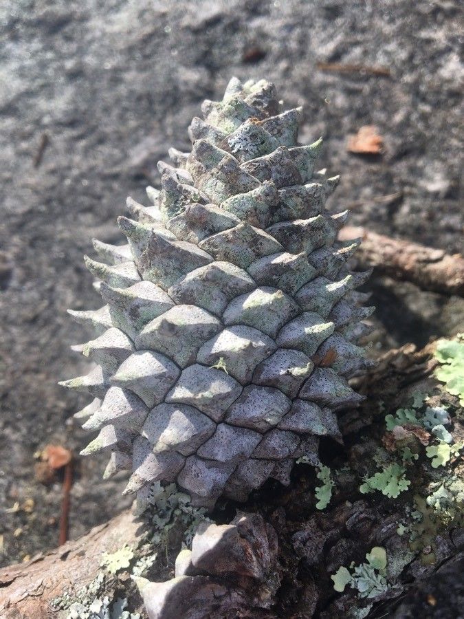 Pinus pungens flower