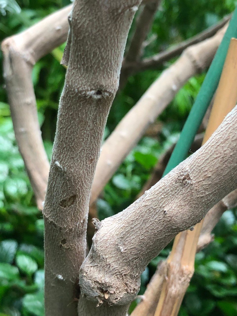 Eremophila nivea bark