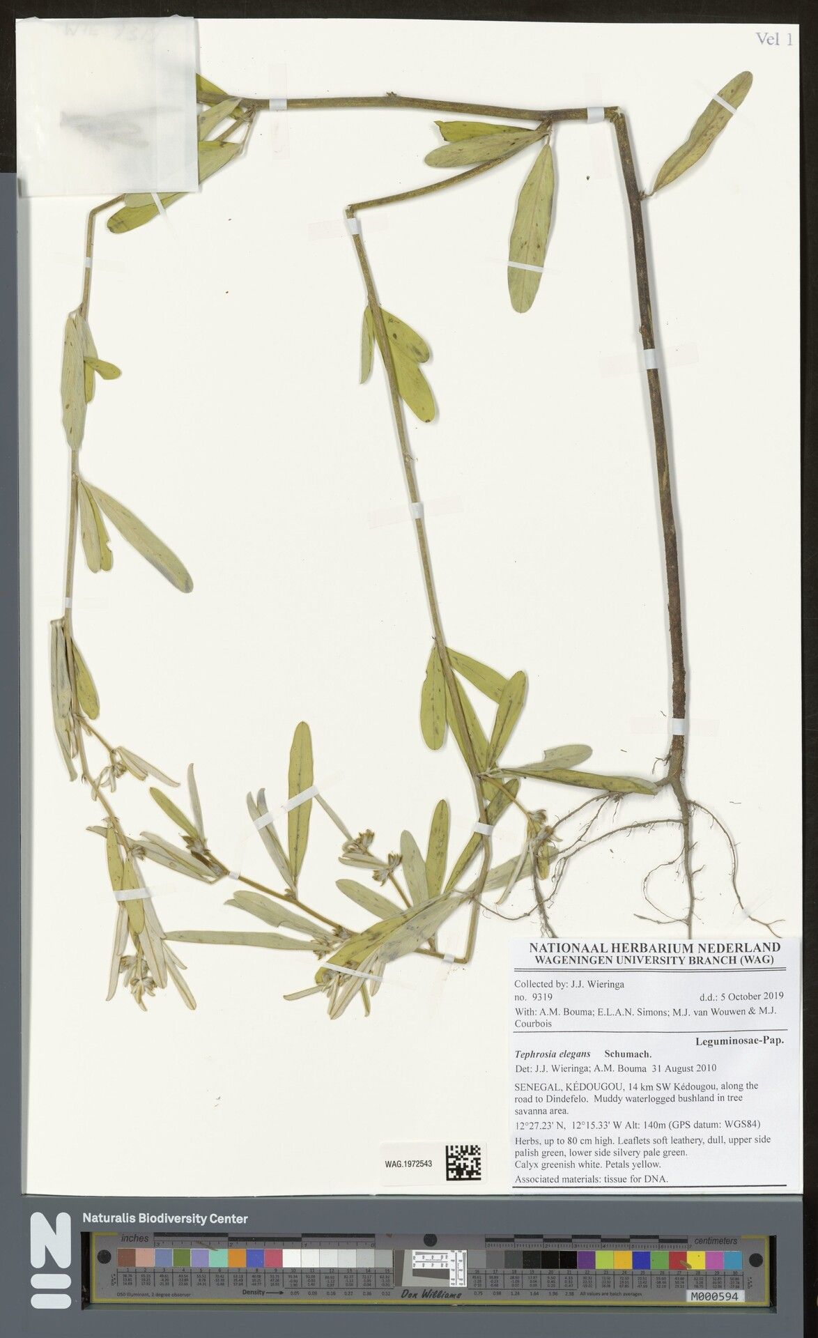 Tephrosia elegans — search result for 'Tephrosia'