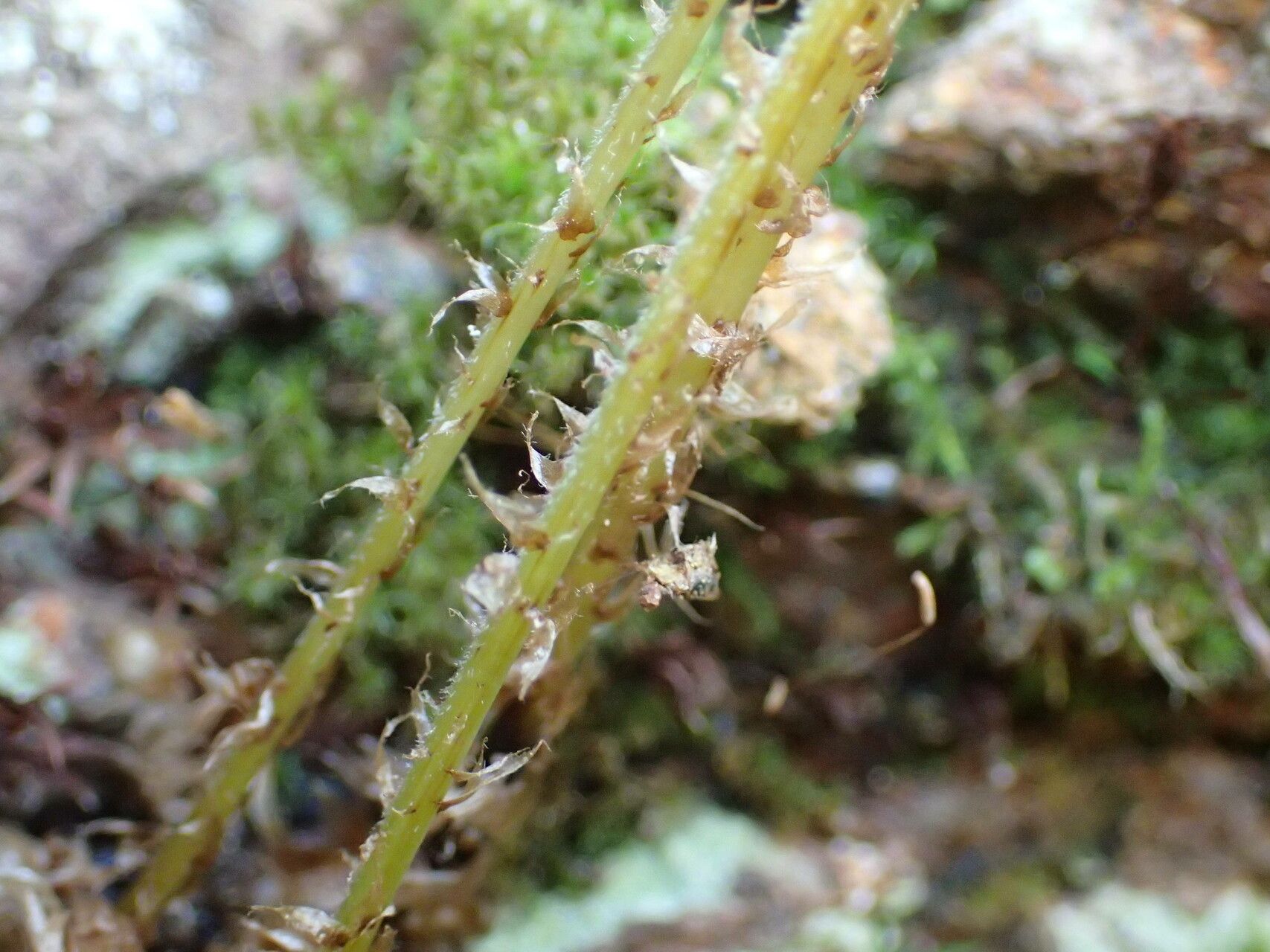 Phegopteris connectilis bark