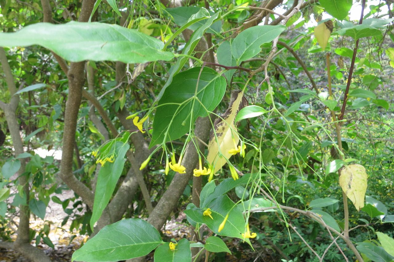 Jasminum subhumile other