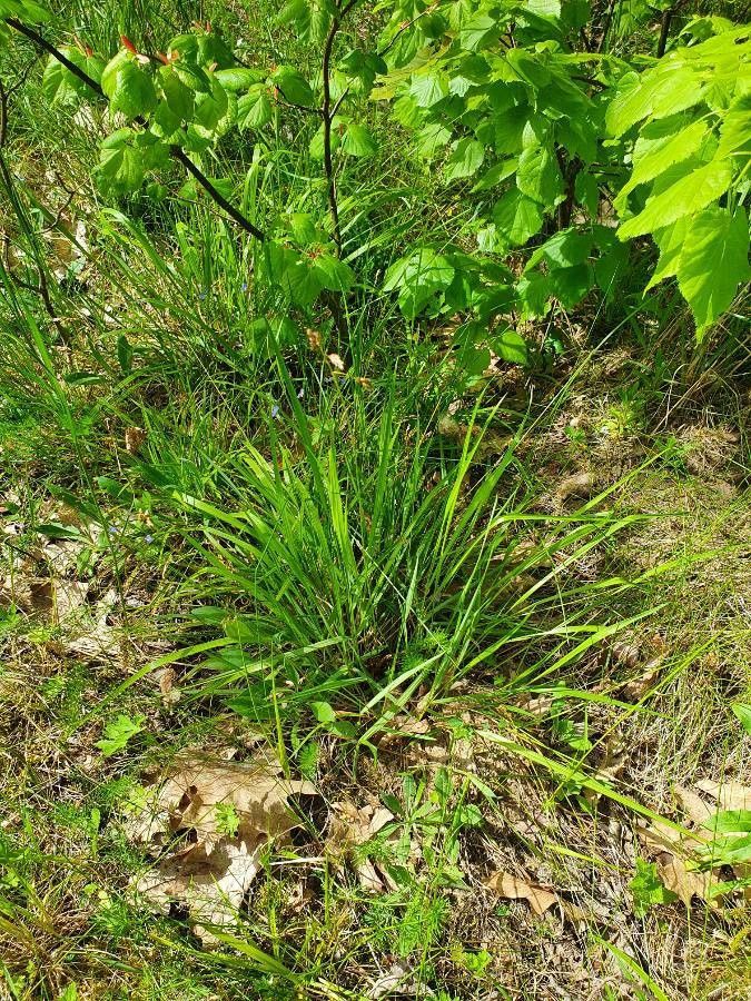 Hierochloe australis — search result for 'Avena'