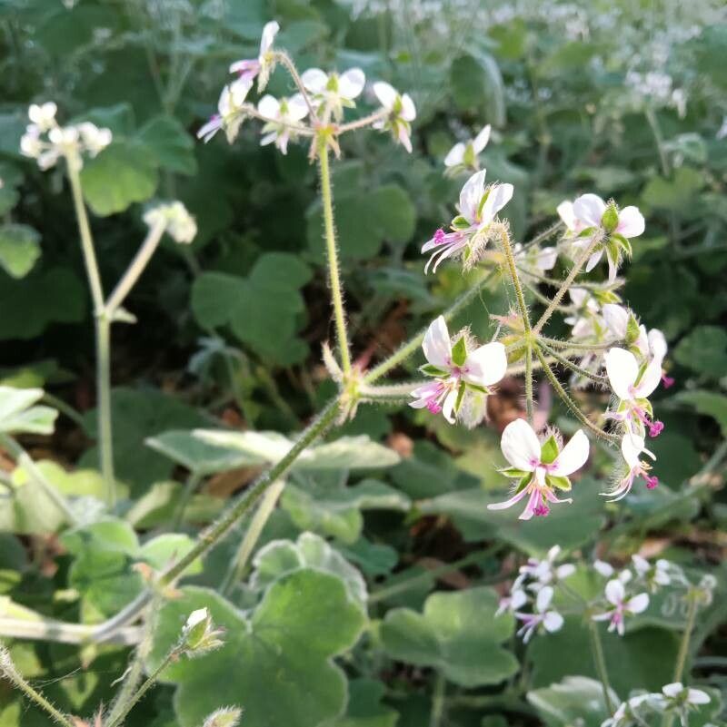 Pelargonium tomentosum flower