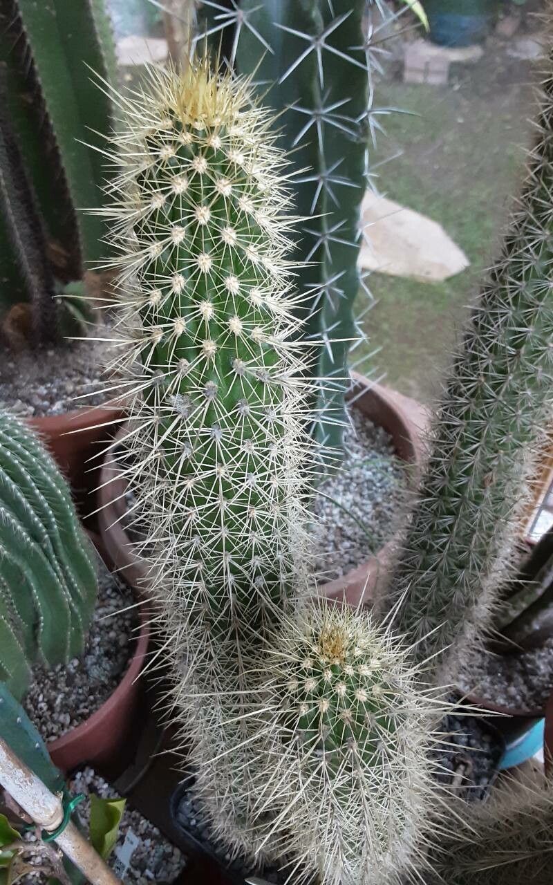 Echinopsis camarguensis habit