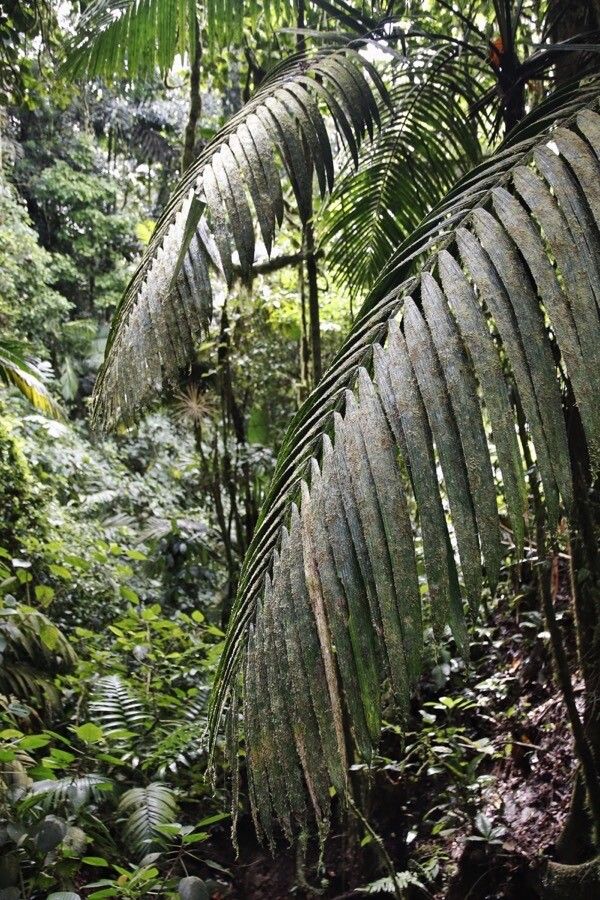 Prestoea decurrens — related species from the same genus