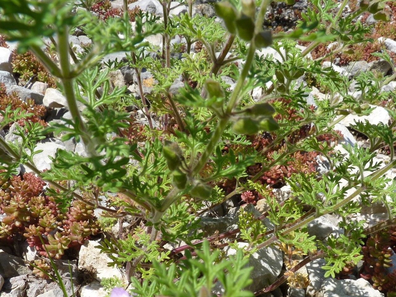 Teucrium botrys — search result for 'Germany'