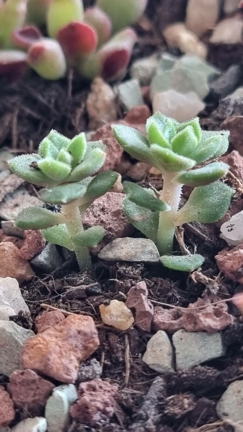 Crassula setulosa leaf
