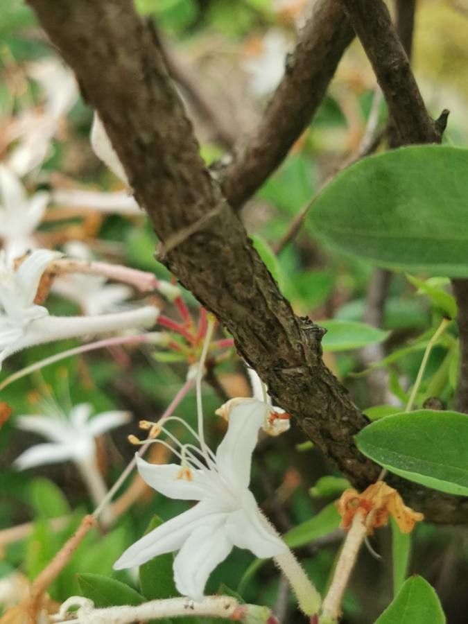 Rhododendron viscosum bark