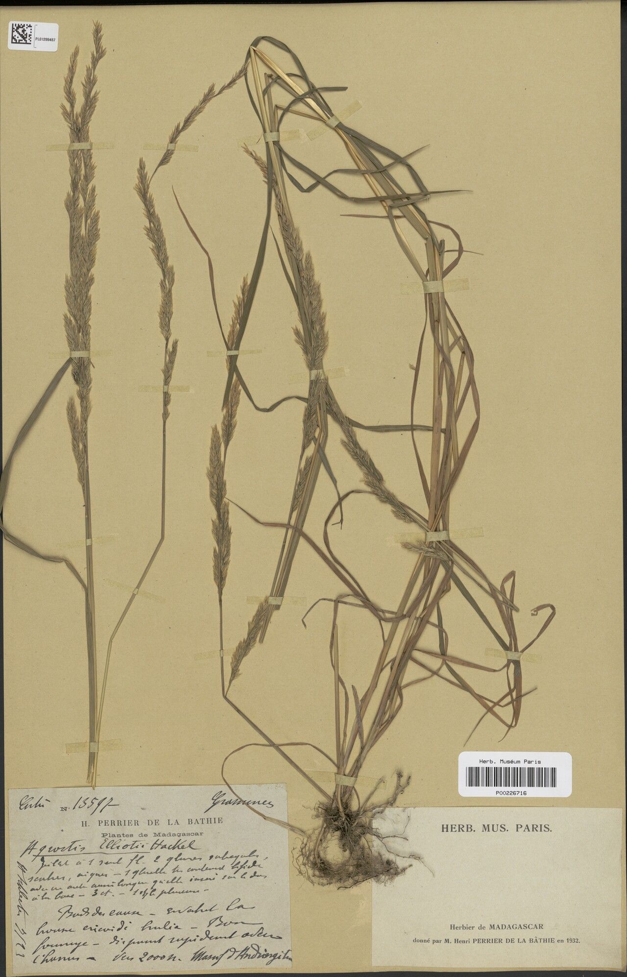 Agrostis elliotii — search result for 'Agrostis'