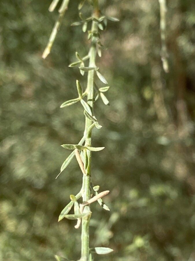 Genista microphylla — search result for 'Genista'