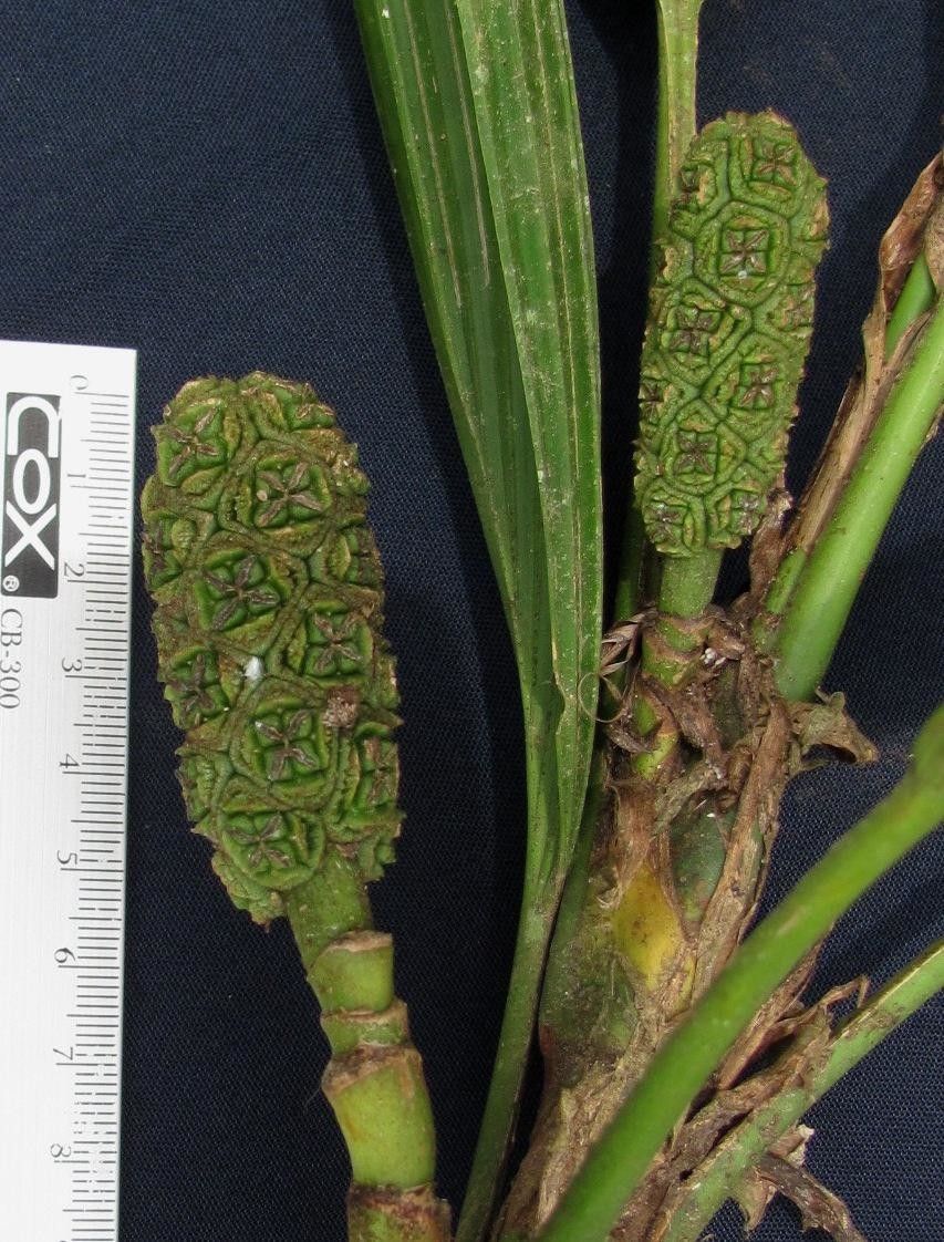 Asplundia isabellina other