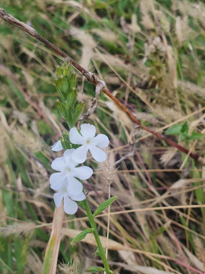 Priva adhaerens flower