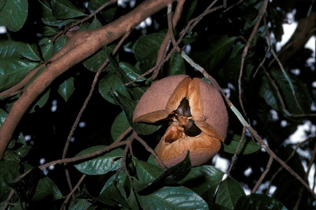 Camellia gigantocarpa fruit