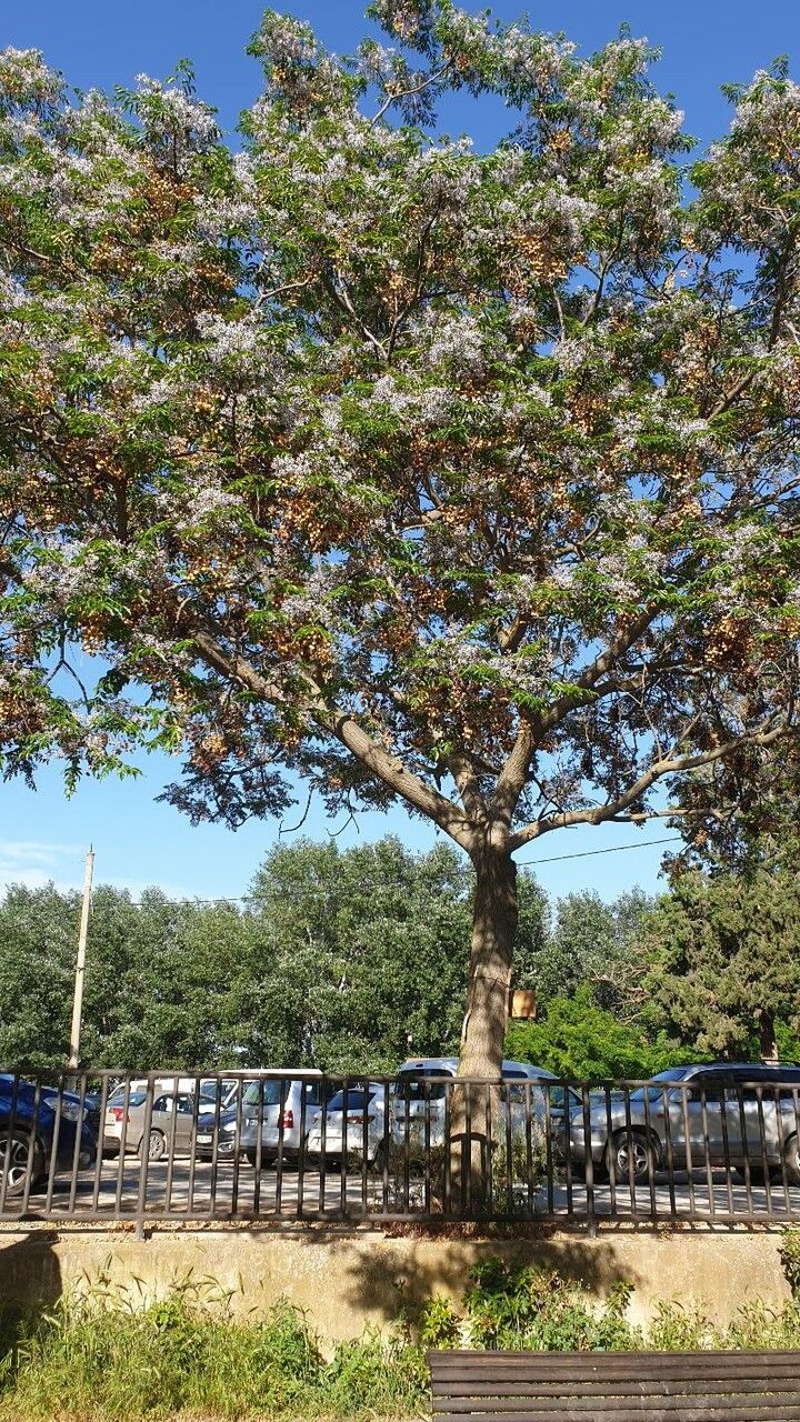 Dysoxylum roseum — houseplant care guide