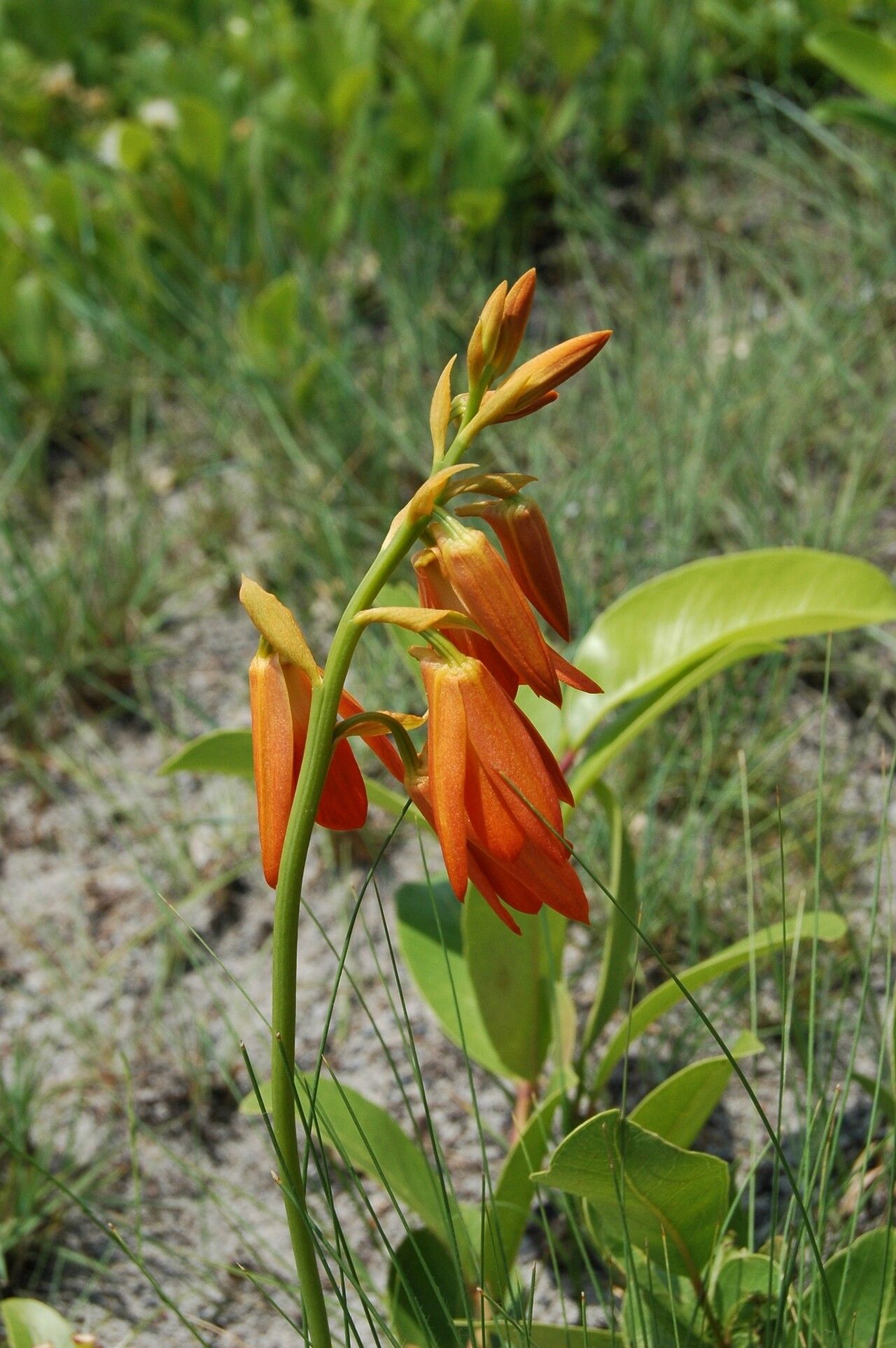 Eulophia aurantiaca — houseplant care guide