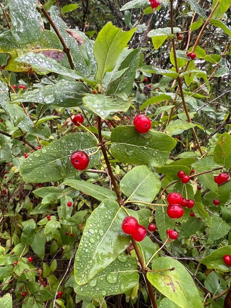 Lonicera morrowii fruit