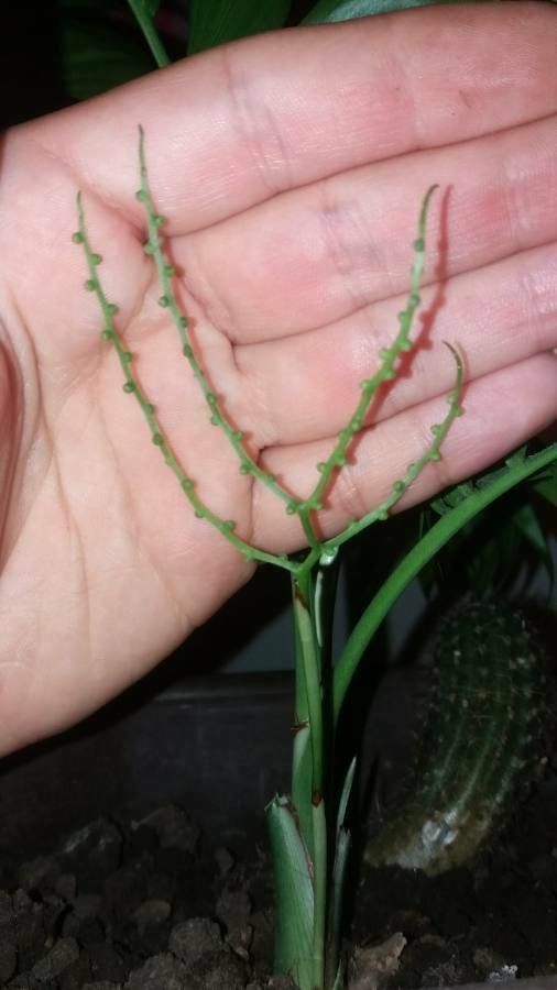 Hyospathe elegans fruit