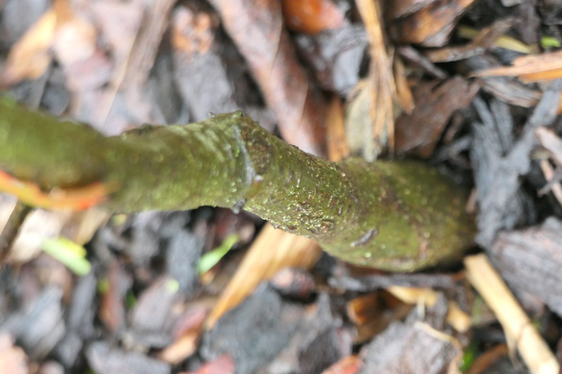 Quercus acerifolia bark