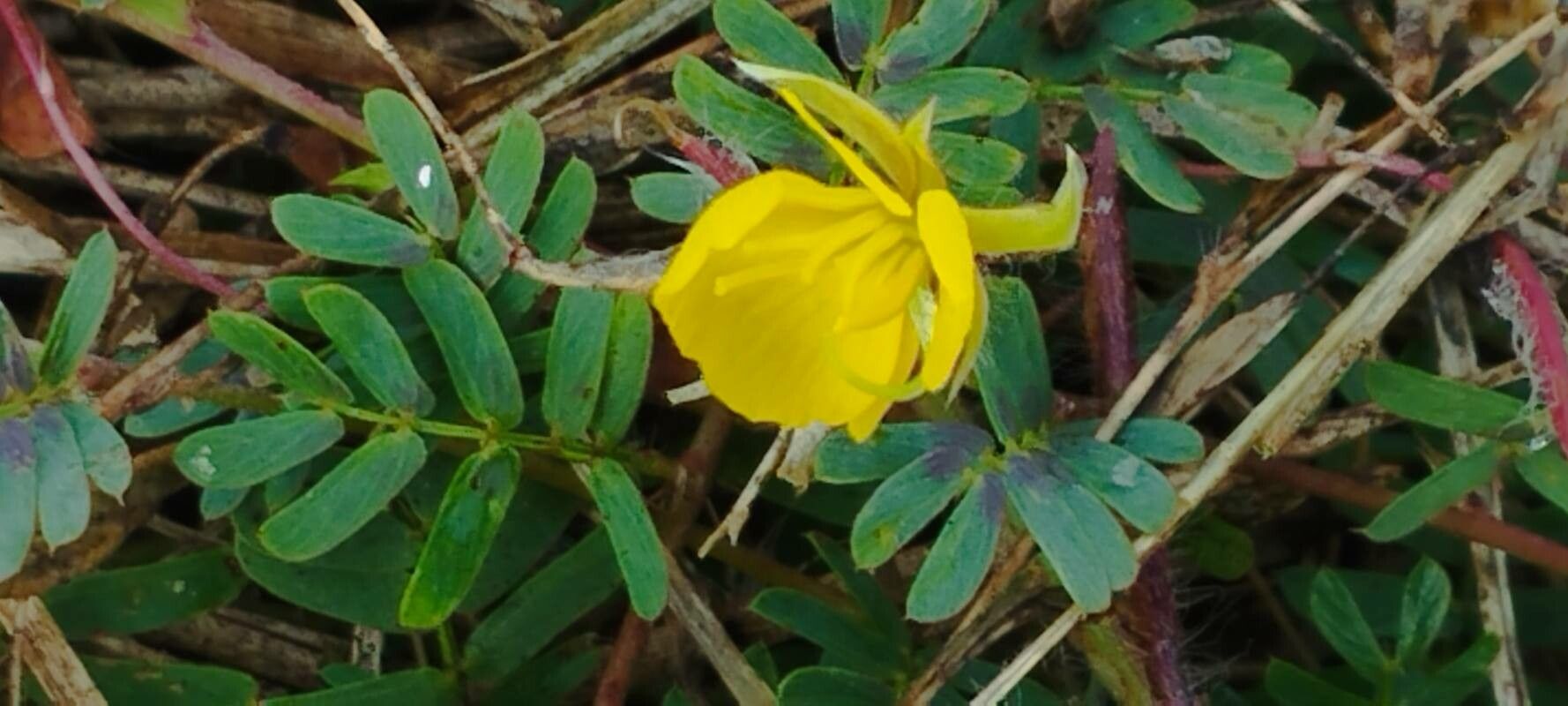 Chamaecrista serpens flower