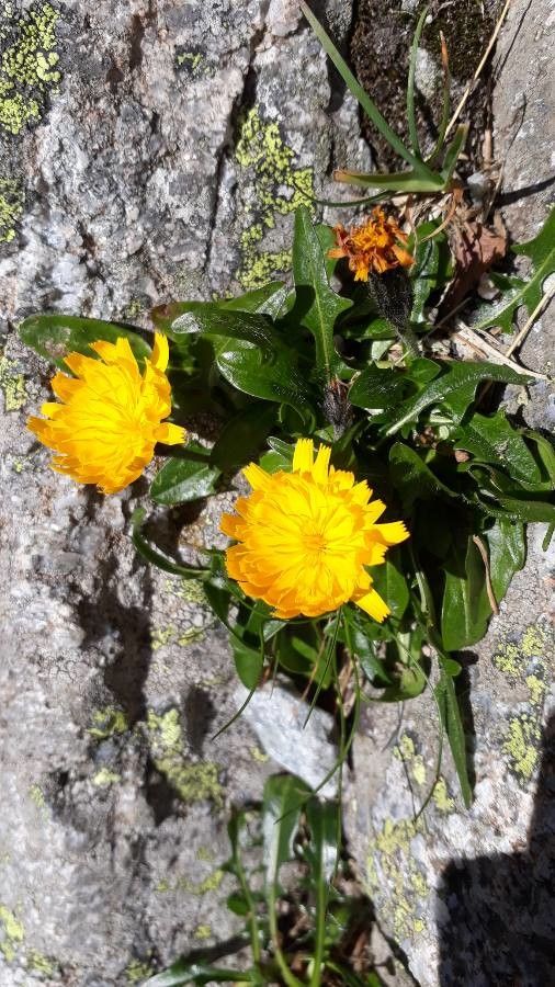 Scorzoneroides pseudotaraxaci — search result for 'Scorzoneroides'