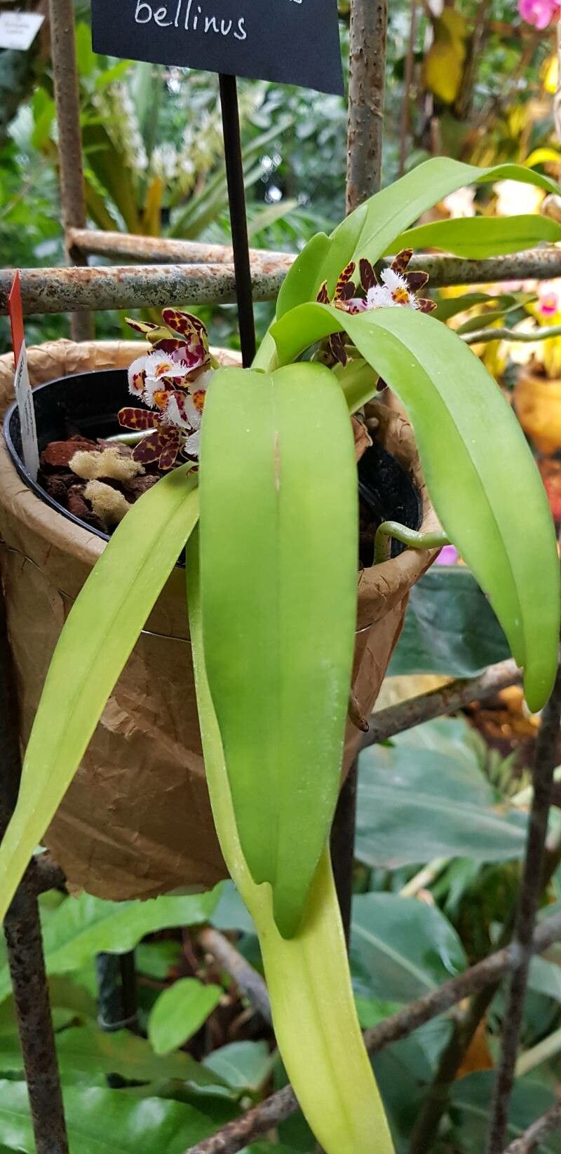 Gastrochilus bellinus — related species from the same genus