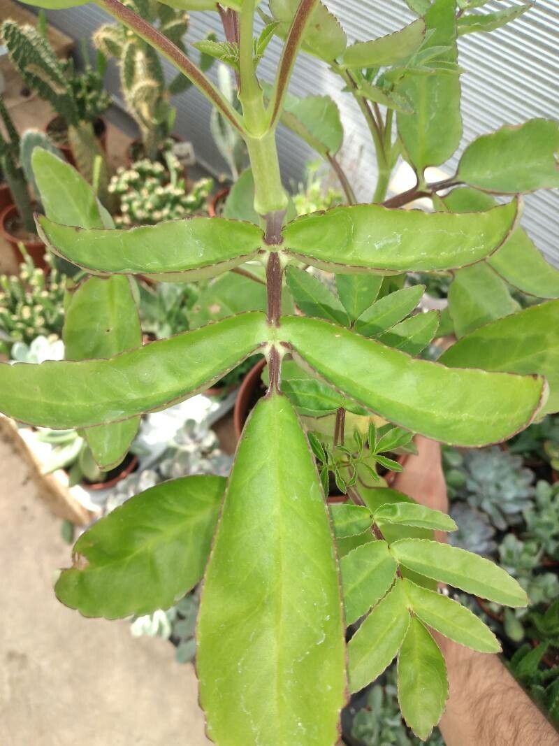 Kalanchoe prolifera — search result for 'Kalanchoe'