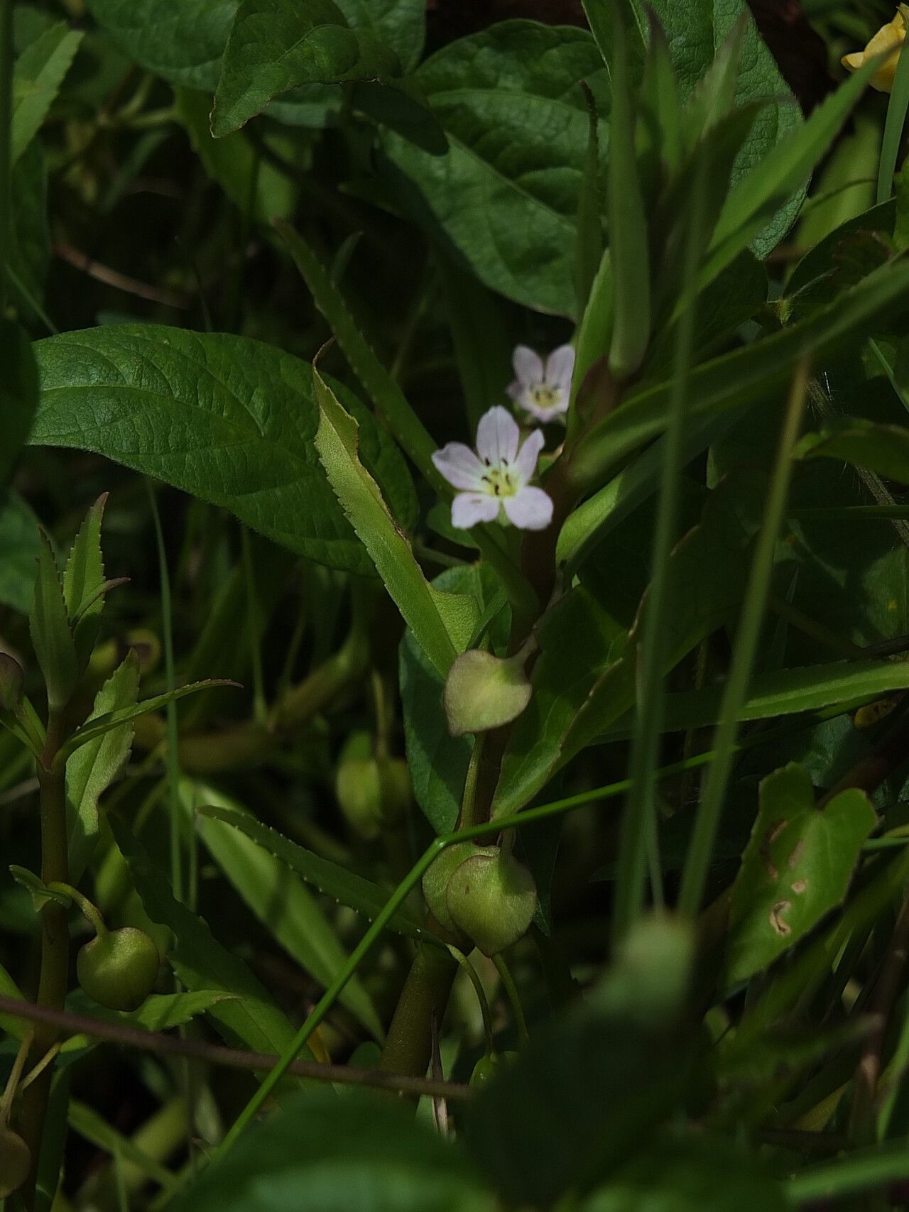 Bacopa aquatica