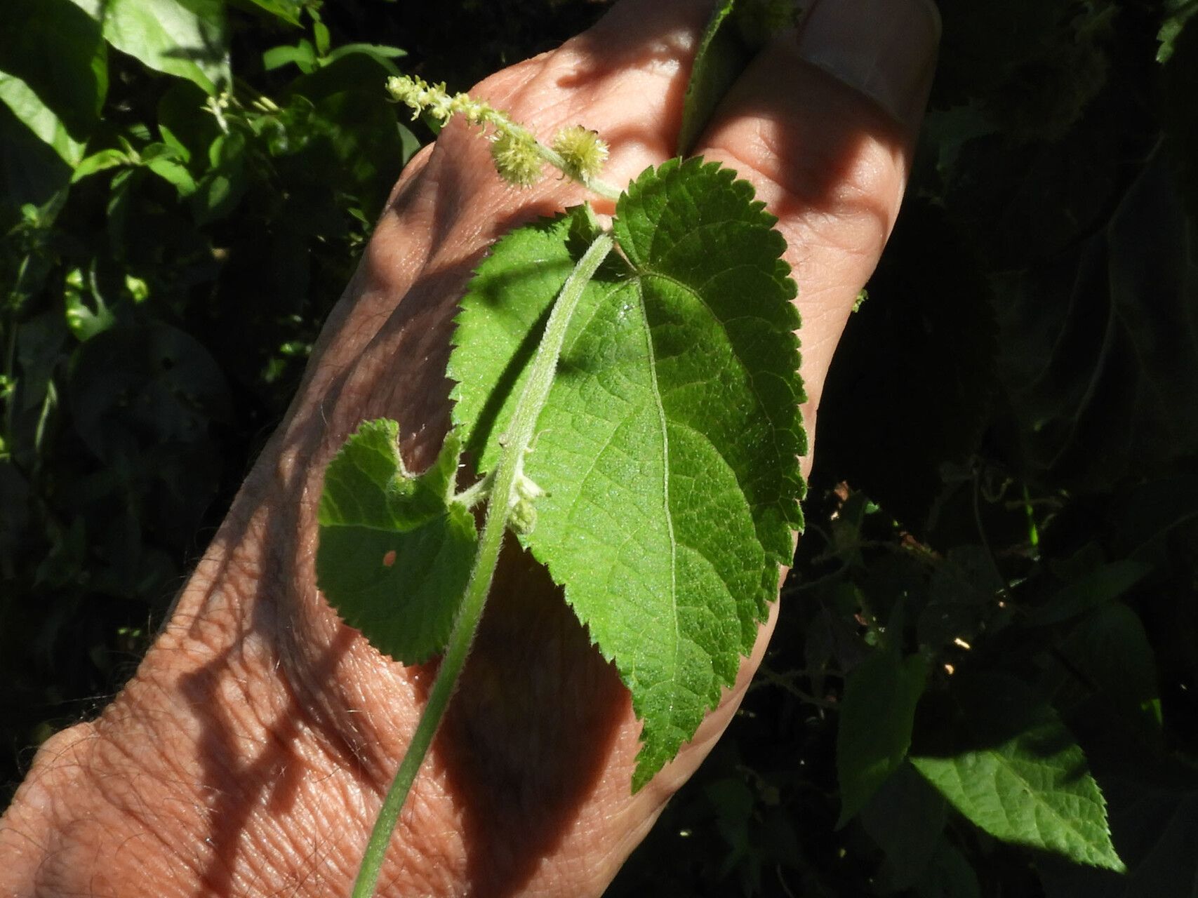 Tragia brevipes — related species from the same genus