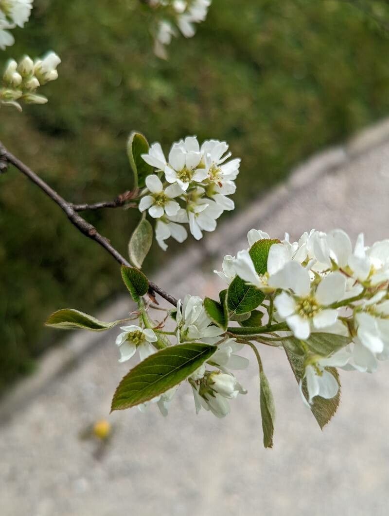 Amelanchier spicata flower