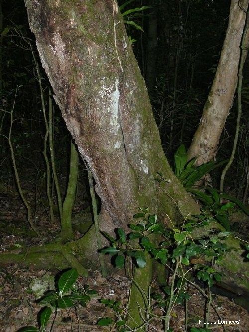 Planchonella lifuana — houseplant care guide