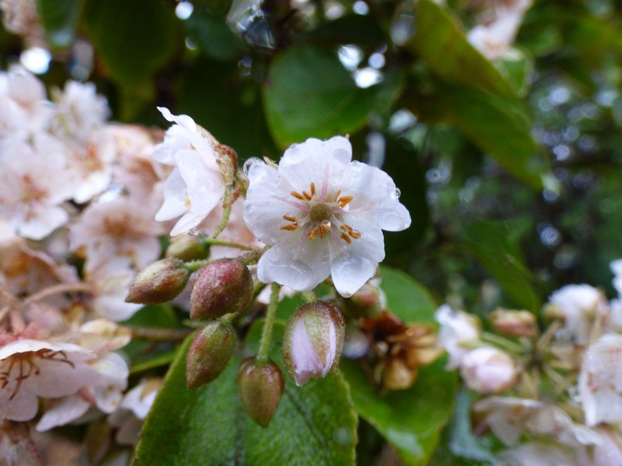 Dombeya ficulnea flower