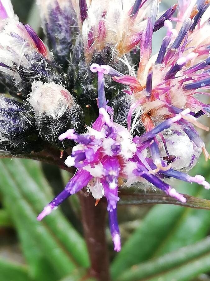 Saussurea alpina flower