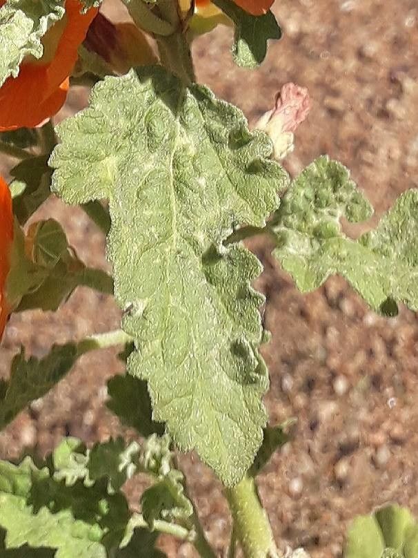 Sphaeralcea ambigua — search result for 'Malvaceae'