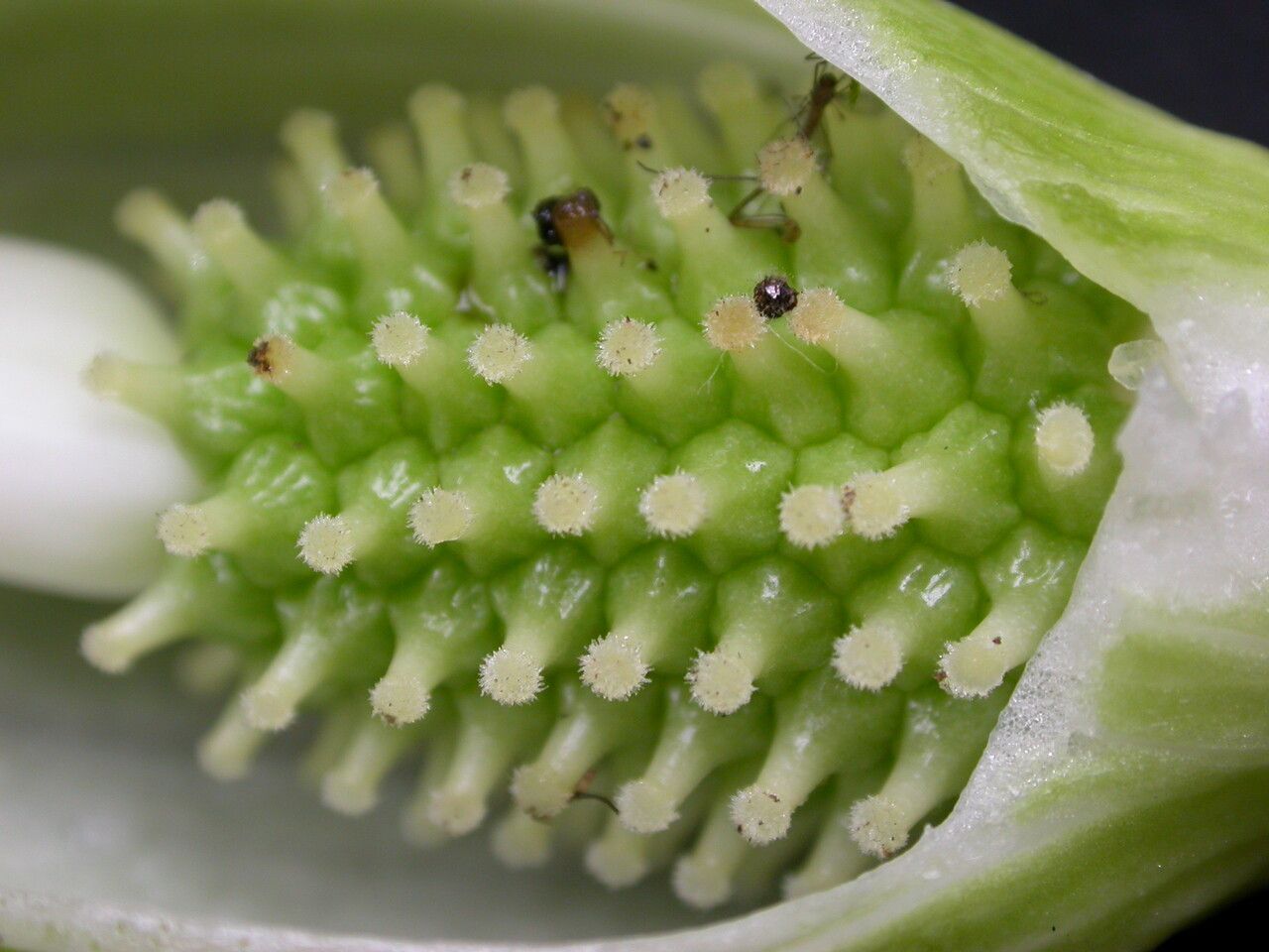 Arisaema intermedium fruit