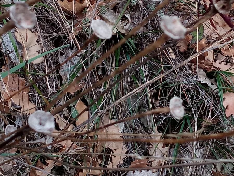 Armeria girardii fruit