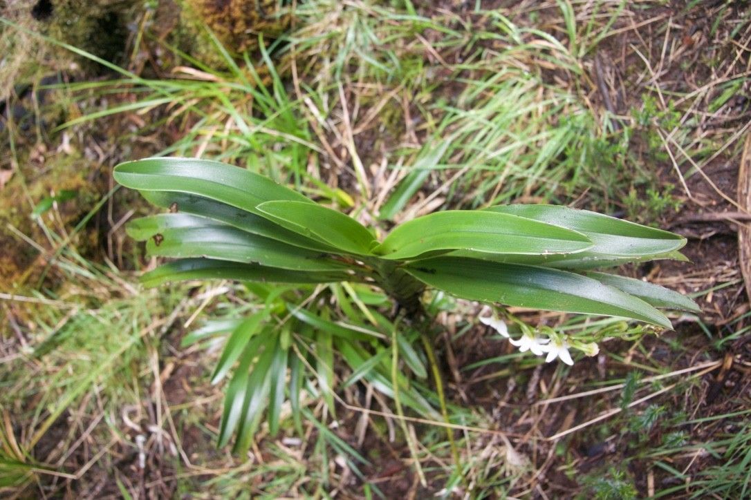 Angraecum striatum leaf