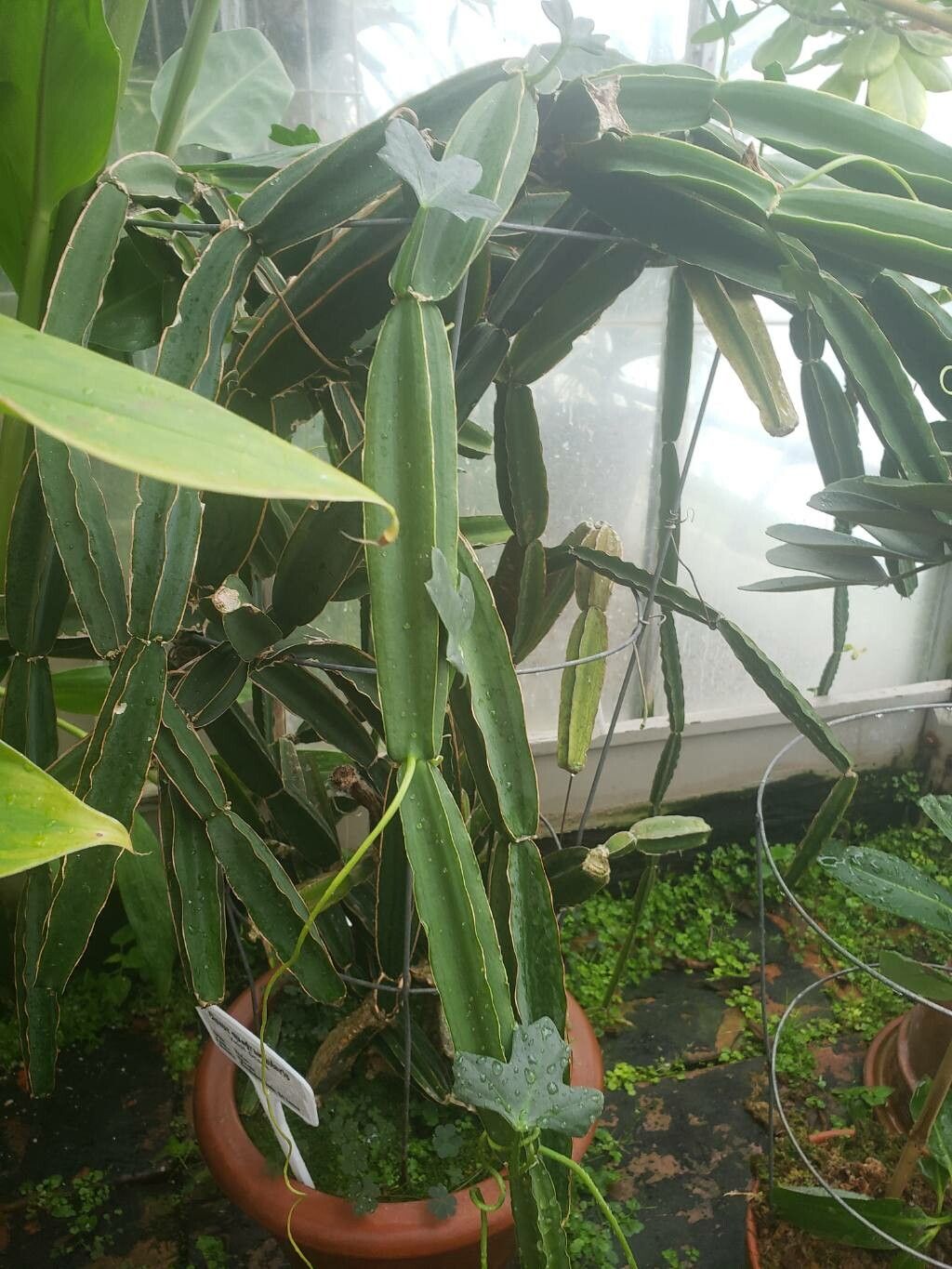 Cissus quinquangularis habit