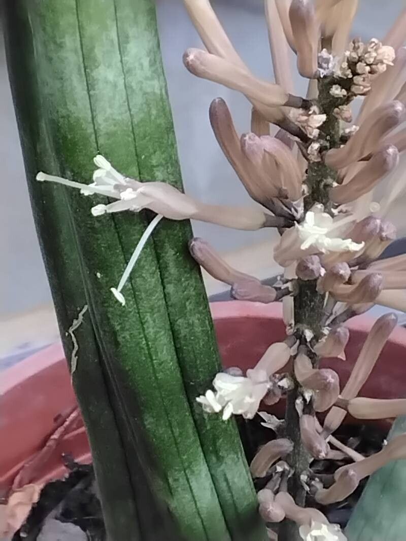 Dracaena canaliculata flower