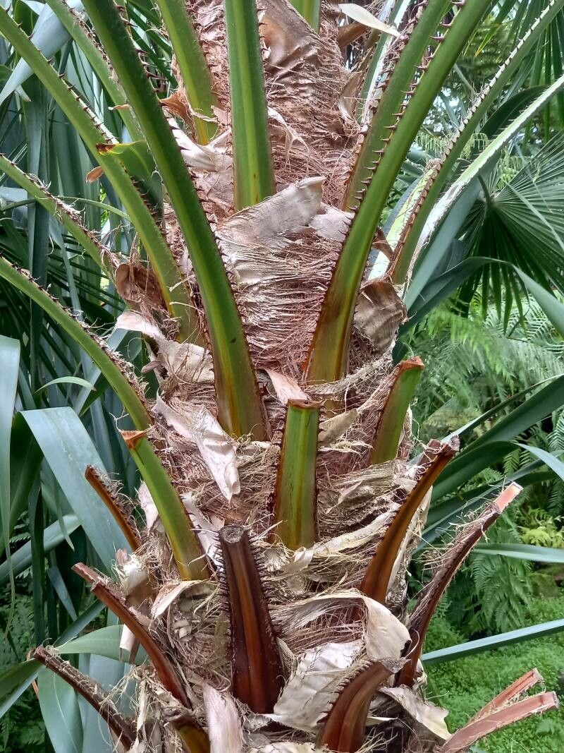 Livistona australis bark